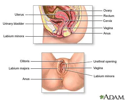 Uterus-ovary-rectum-cervix-vagina-anus-urethral-opening-vagina-labium-minora-anus-majora-clitors-urinary-bladder-female-sex-organs-anatomy-cervical-ex.jpg