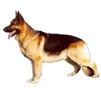 German Shepherd Dog