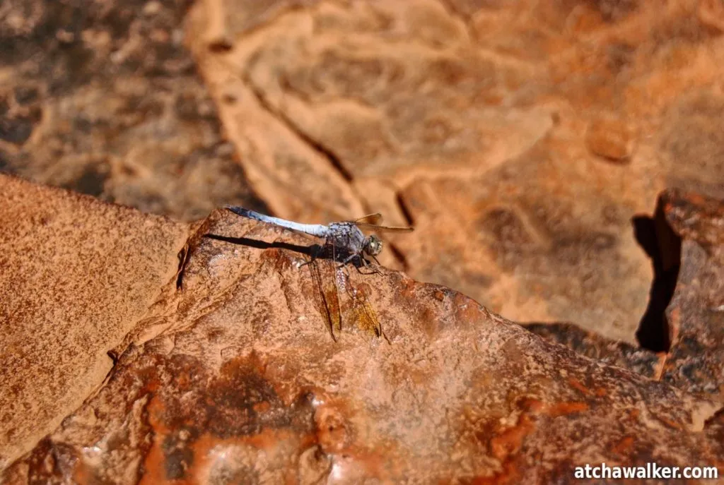 Une libellule - Weano Gorge - Karijini National Park