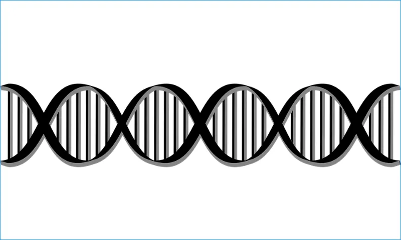 DNA BS.png