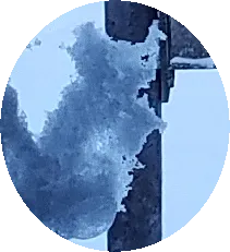ice squirrel.png
