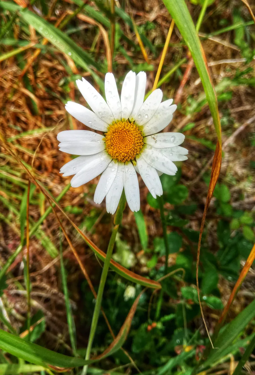 DSC_1374-01.jpeg