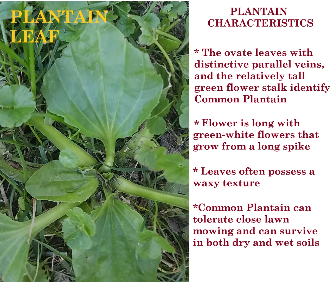 plantain 3.png