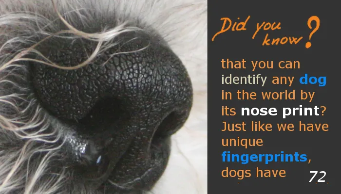 72 dogs nose.png