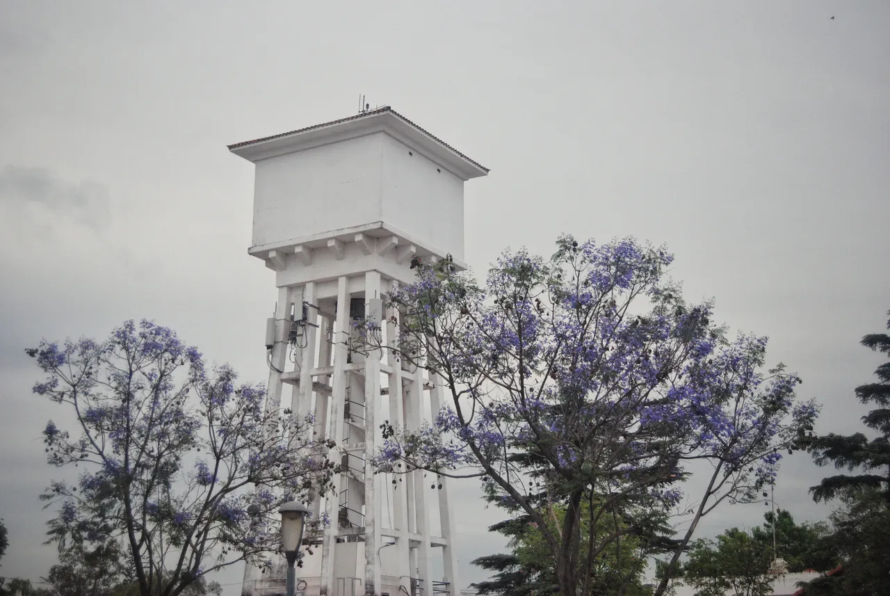 DSC_0981-01.jpeg