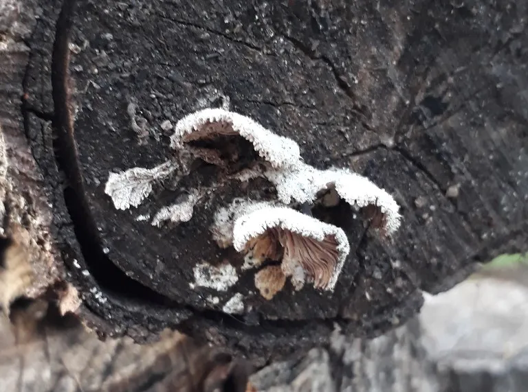 split gill.jpg