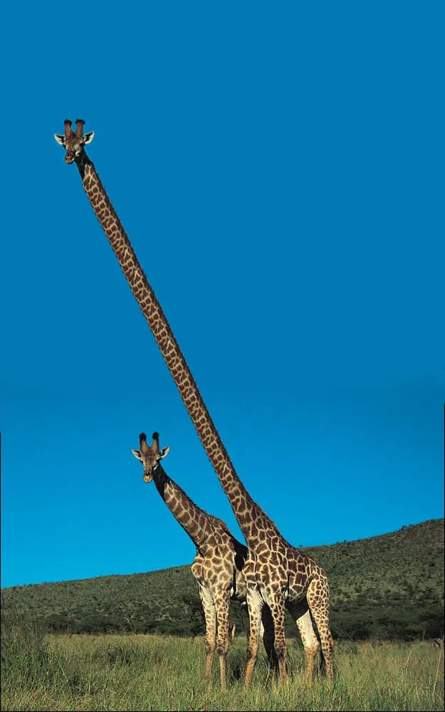 GIraffeNecks.jpg