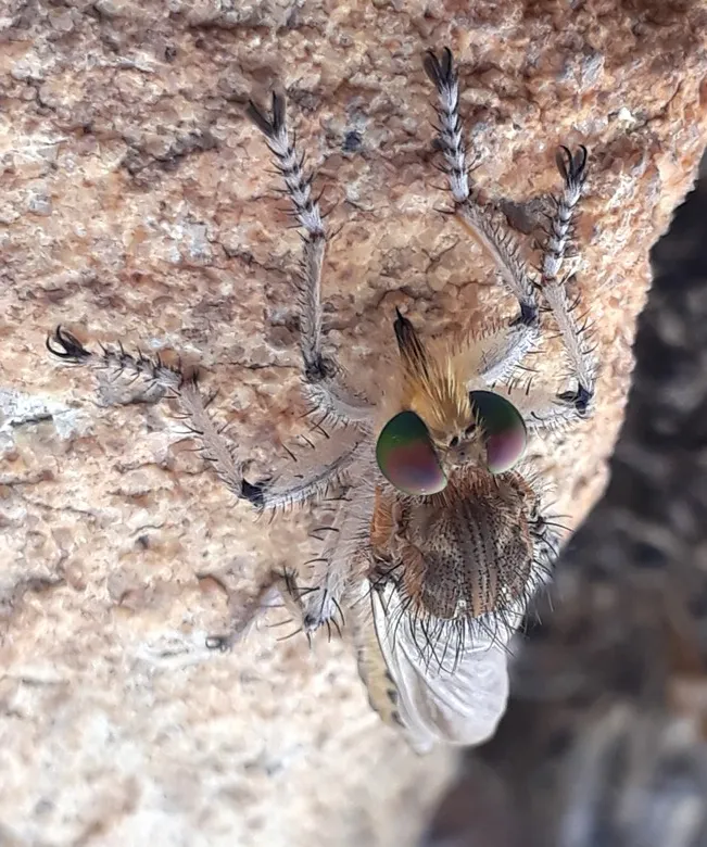 robber fly.jpg
