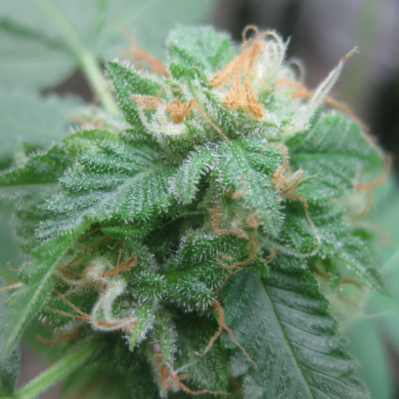 originalkush.jpg
