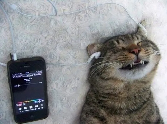 kittyditties.jpg