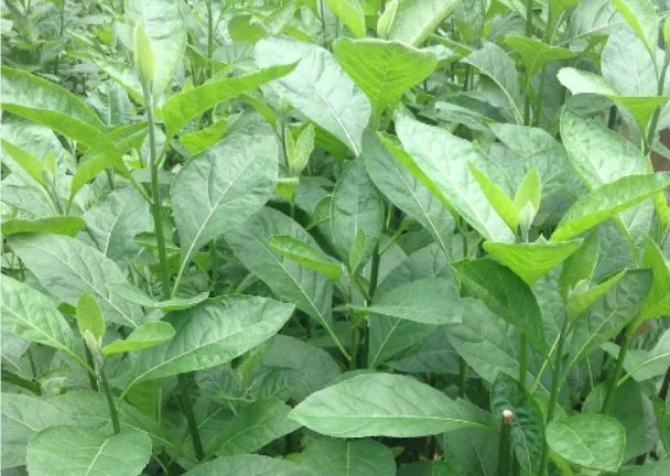 bitterleaf-1.jpg