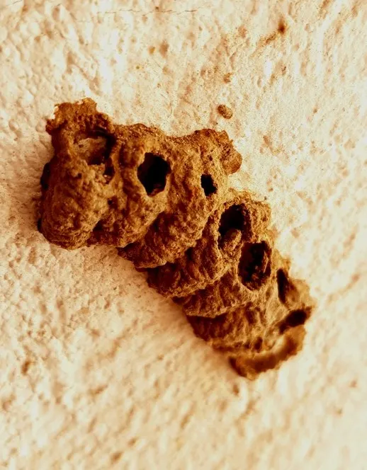 wasp nests.jpg