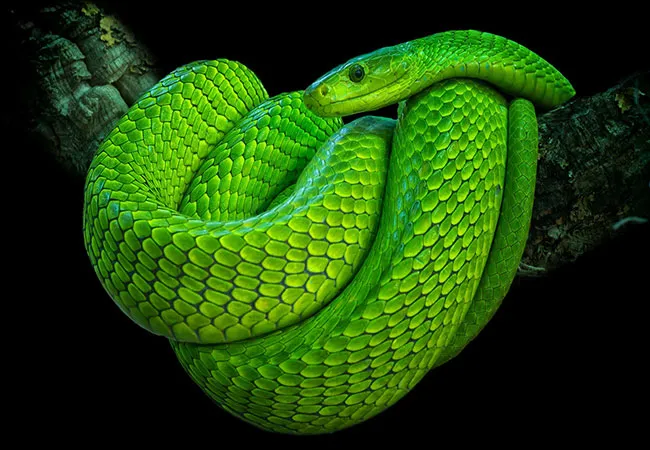 green-mamba1.jpg