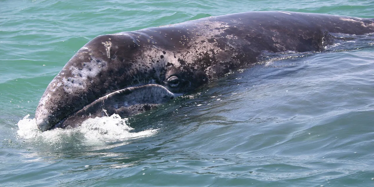 gray whale.jpg