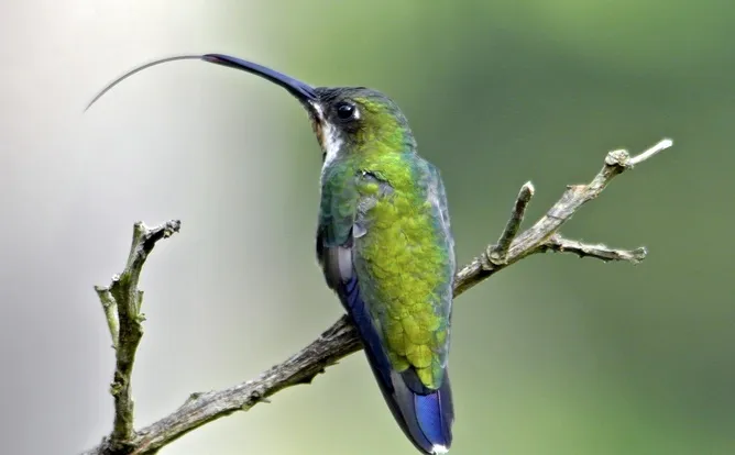 hummingbirdt.jpg