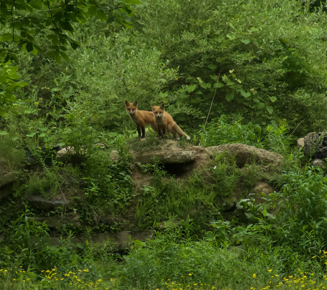 FoxFamily00a.jpg