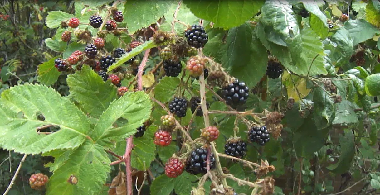 blackberries.PNG