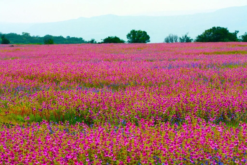 kaas-plateau.jpg