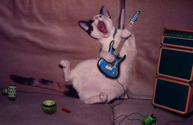 Gato_rockero.jpg