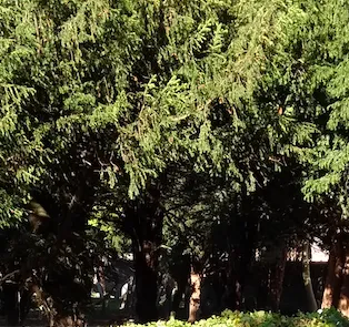 trees dark.png