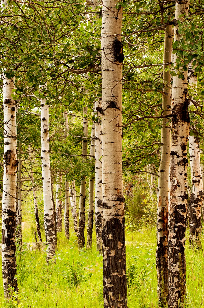 aspens1small.jpg
