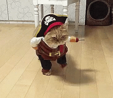 pirate cat.gif