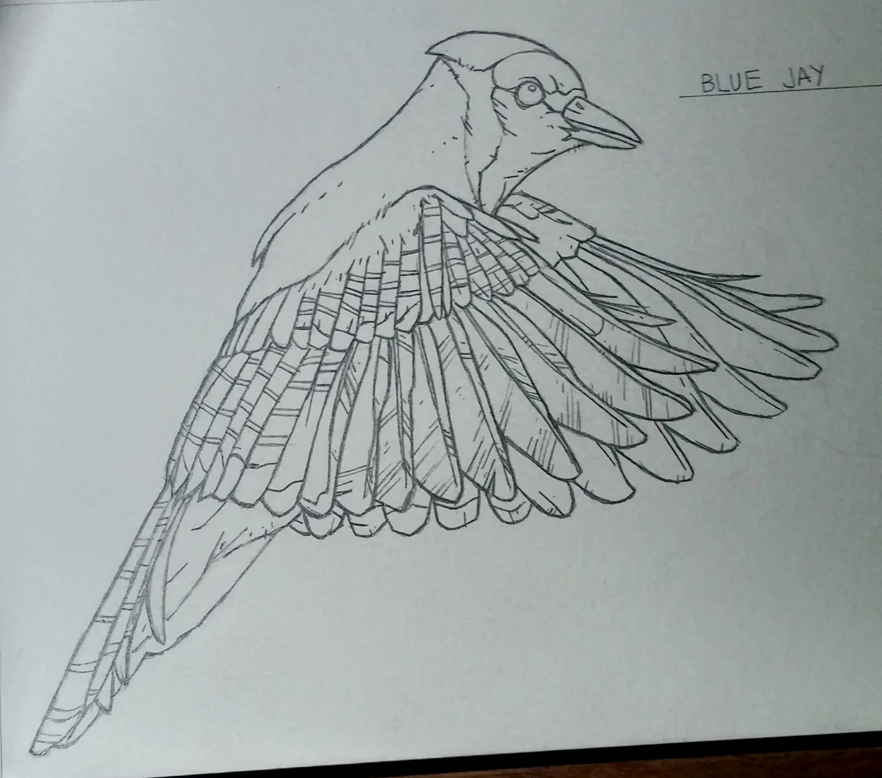 jay sketch.jpg