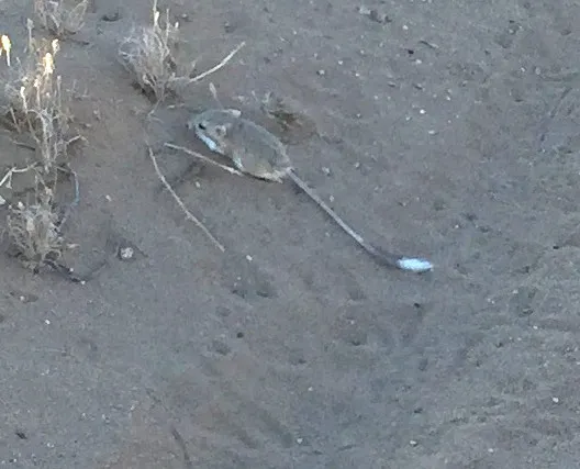 Kangaroo Rat.JPG