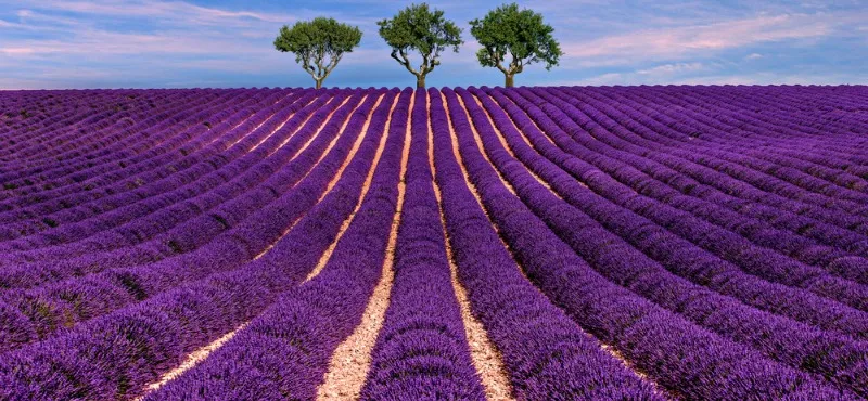 valensole_ss.jpg