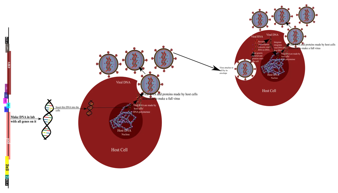 hiv potent.png