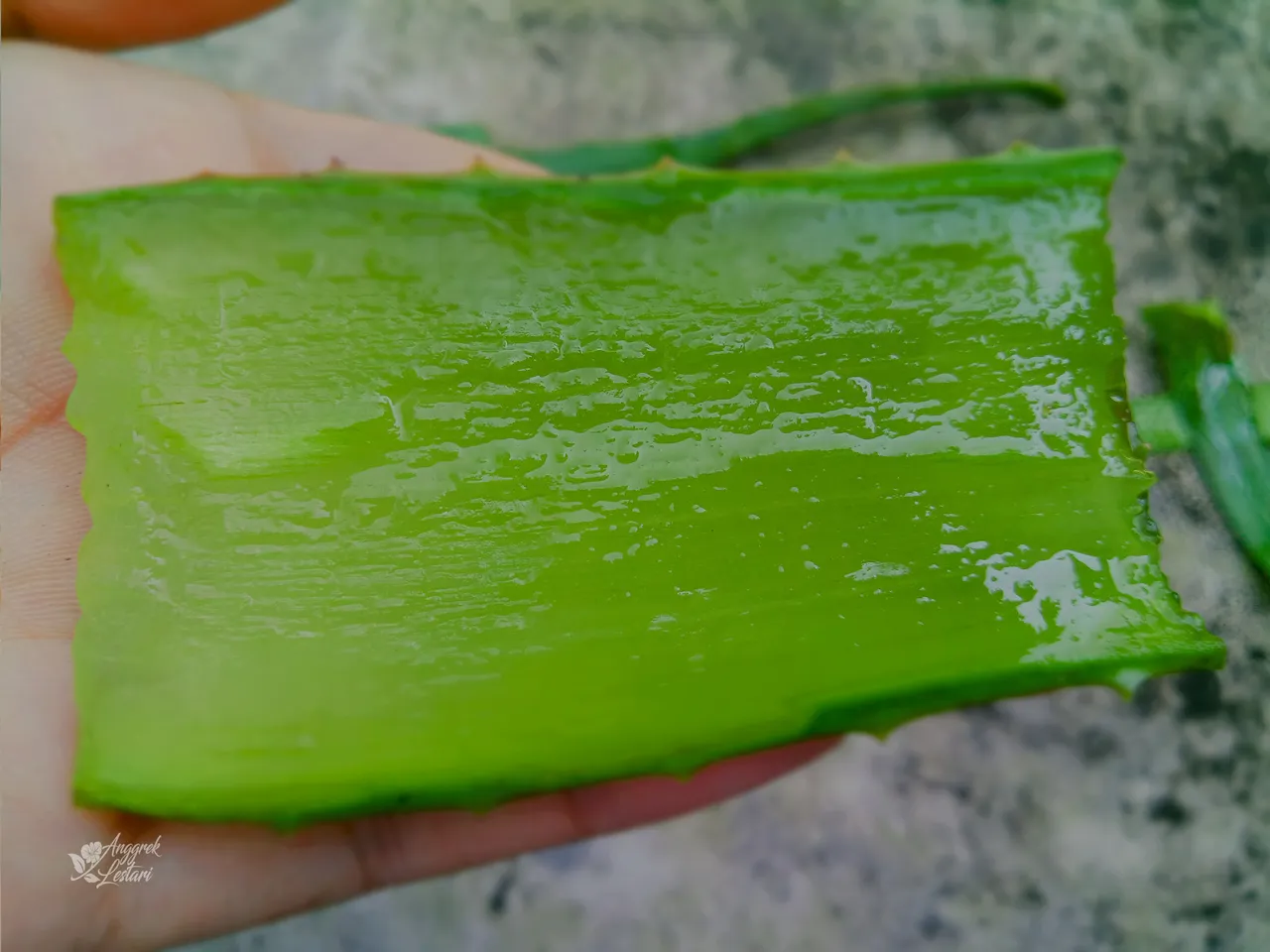 Aloe Vera8.jpg