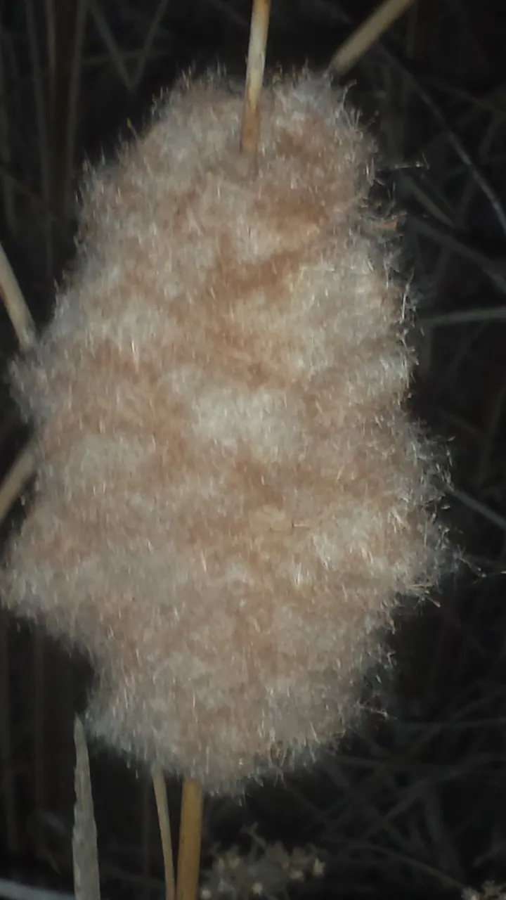 Dec Cattails.jpg