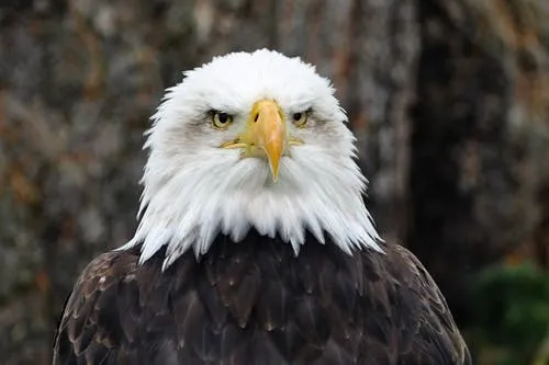 bald eagle.jpg