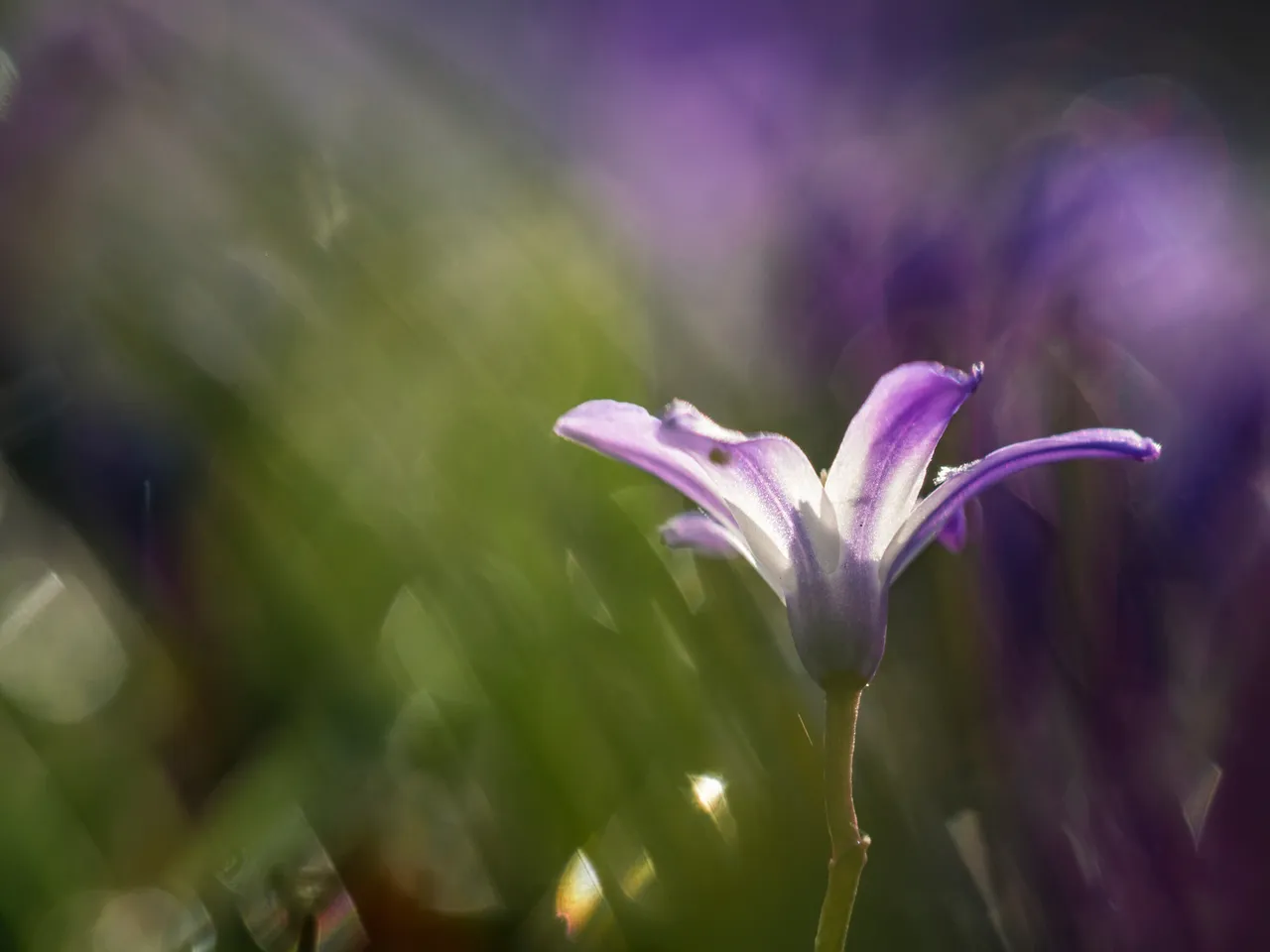 Purple Flower