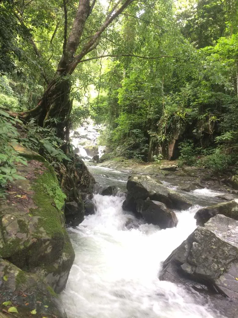 junglestream.jpg