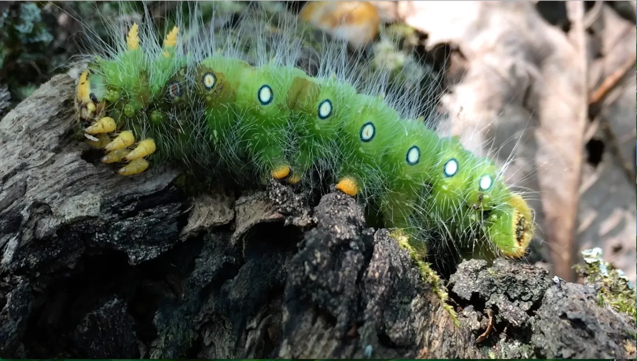 caterpillar3.jpg