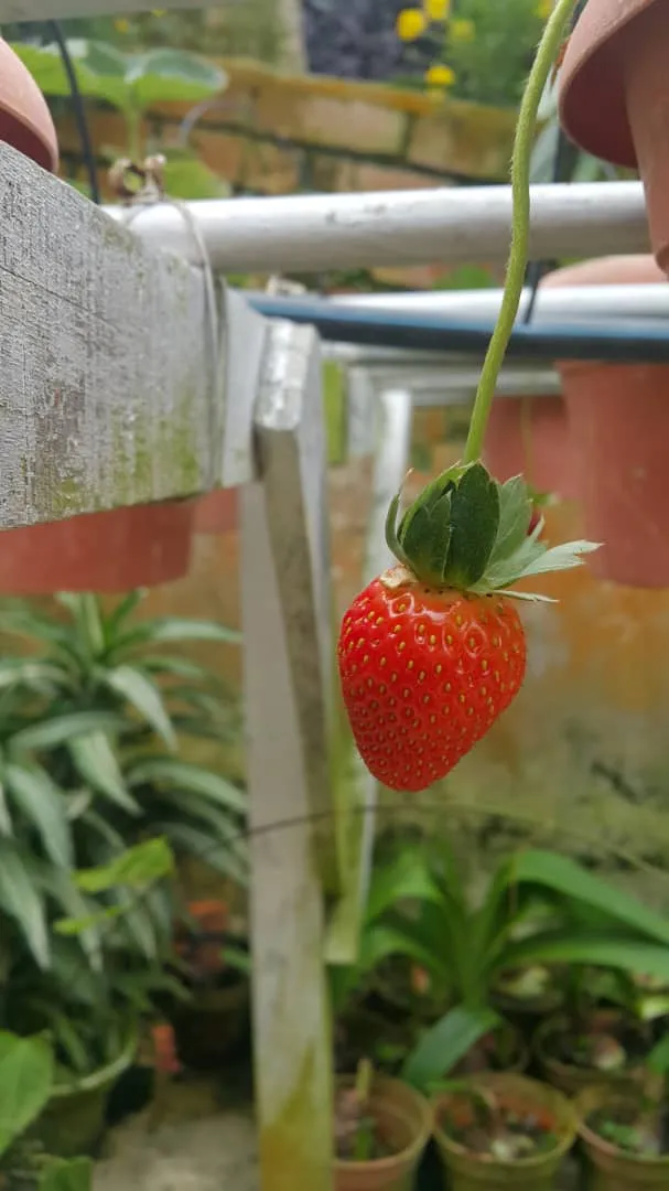 strawberries.jpg