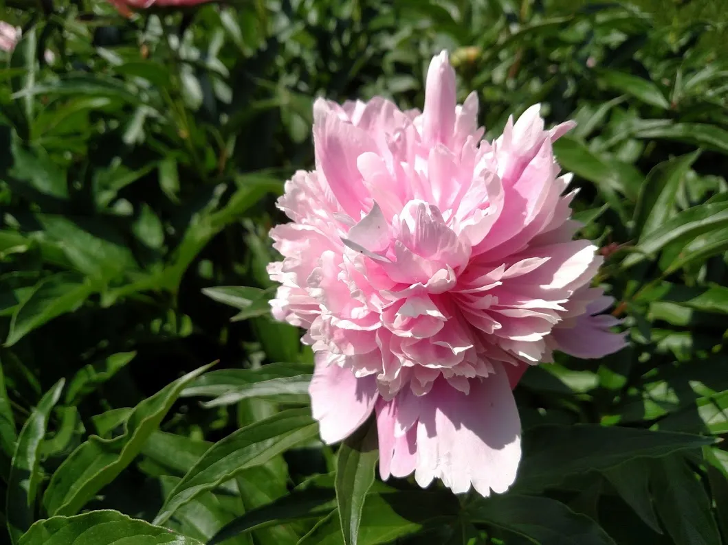 Peony pink.jpg