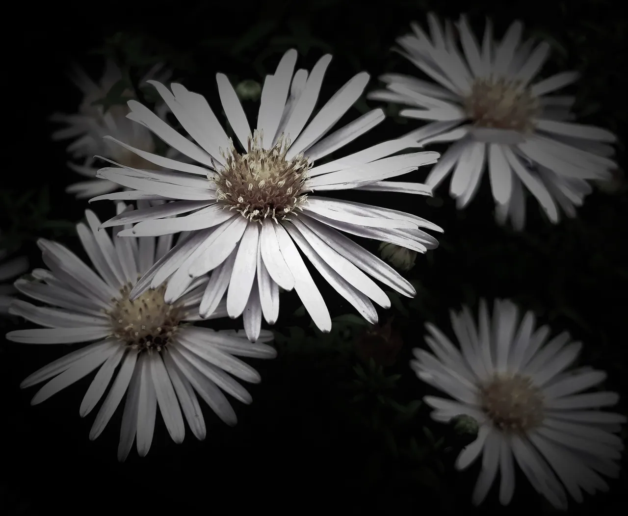 bw daisies.jpg