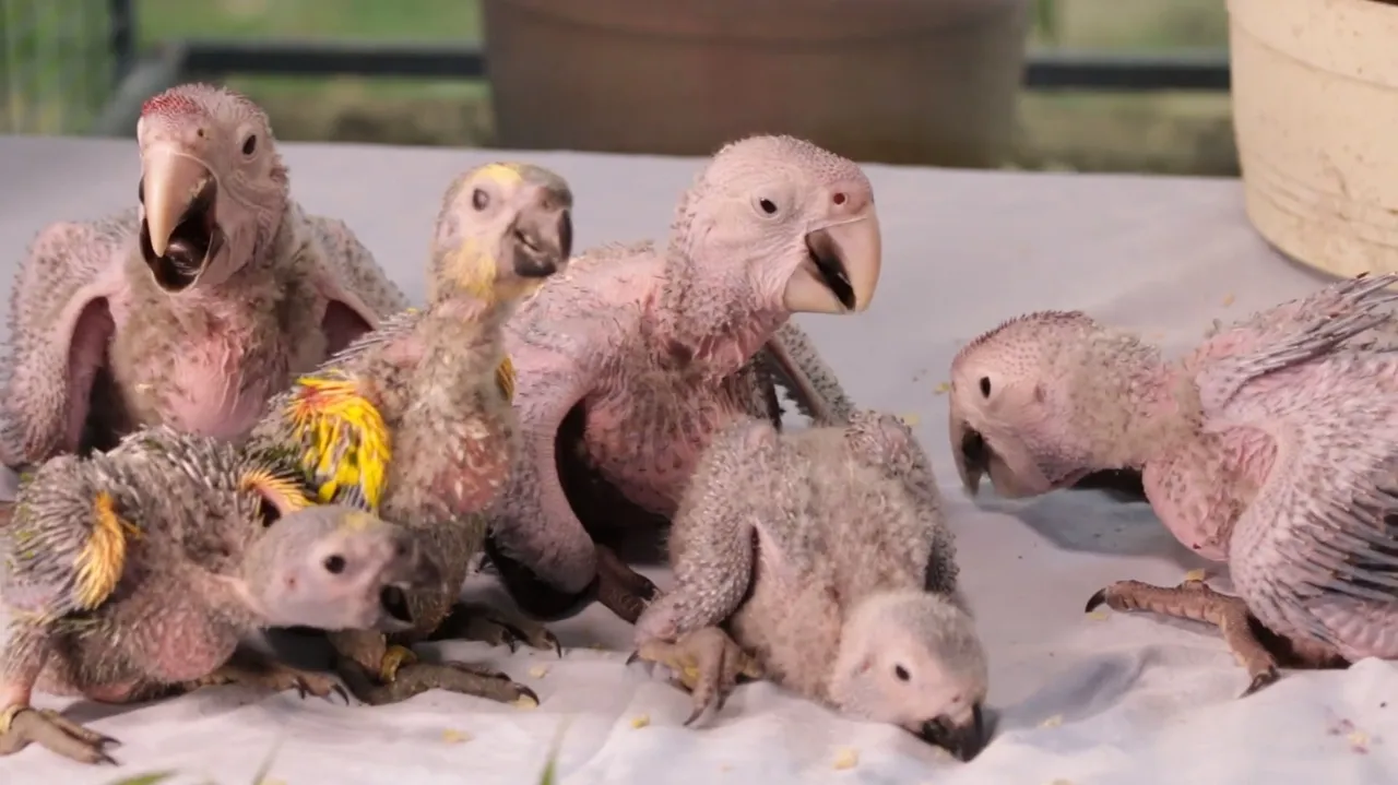 baby birds.jpg