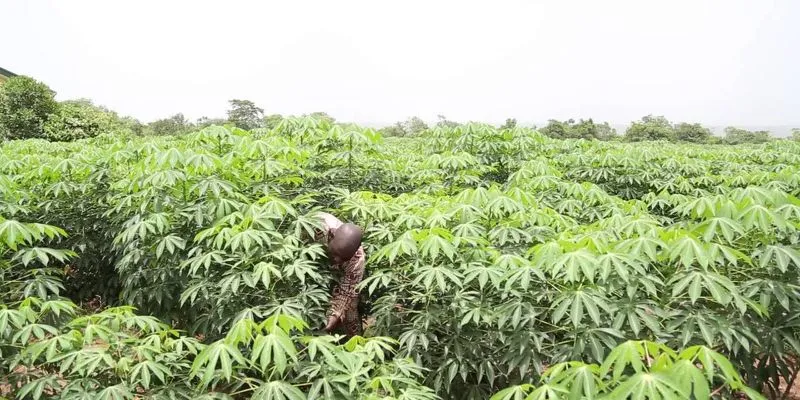 cassava-farm.jpg