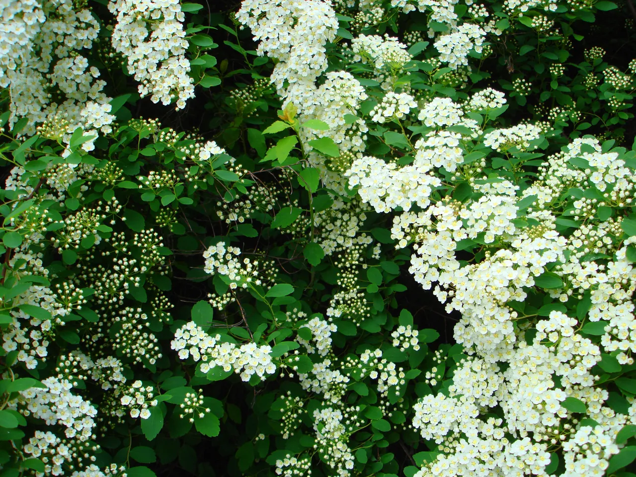 DSC01555-222.jpg