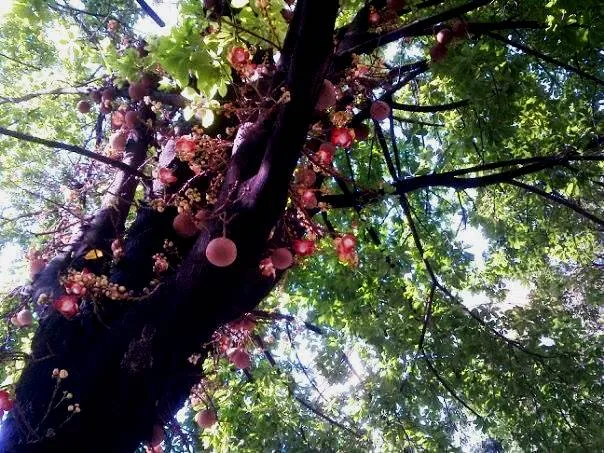 Arbol desx.jpg