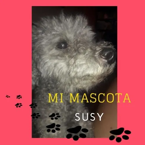 Mi mascota.jpg