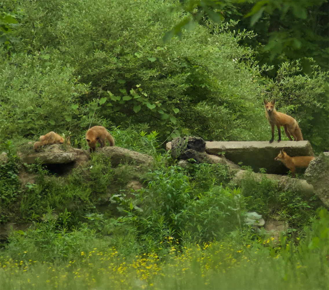 FoxFamily00c.jpg
