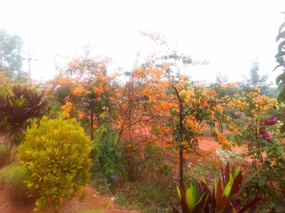 Daringbadi-8.jpg