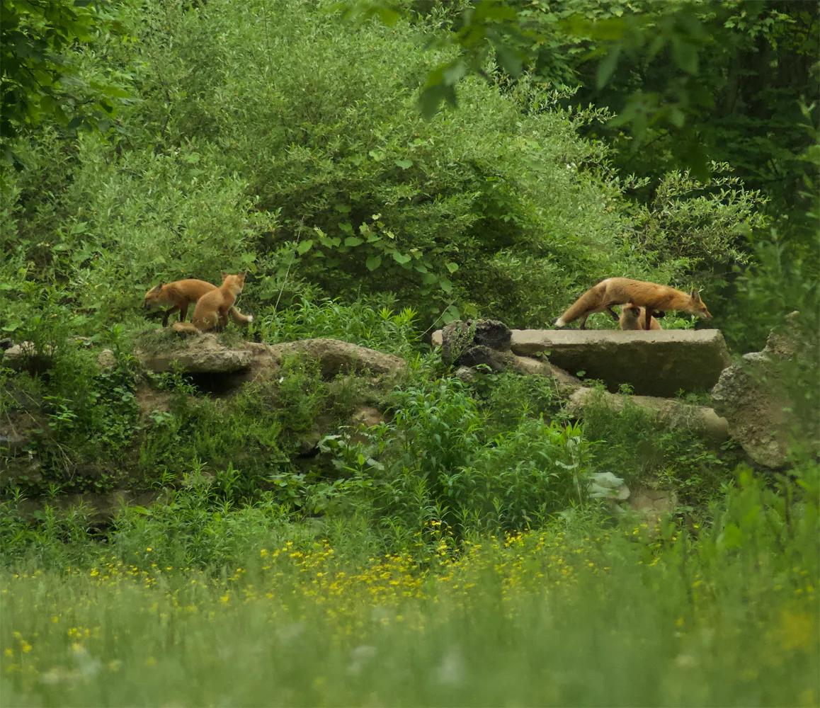 FoxFamily00b.jpg