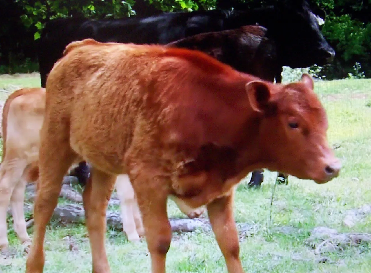 red heifer.JPG