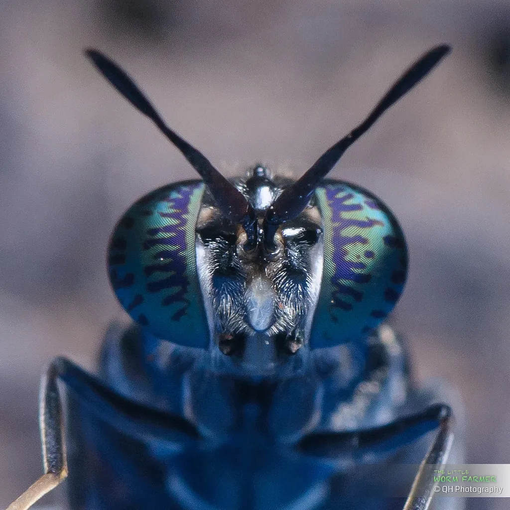 Hermetia illucens portrait