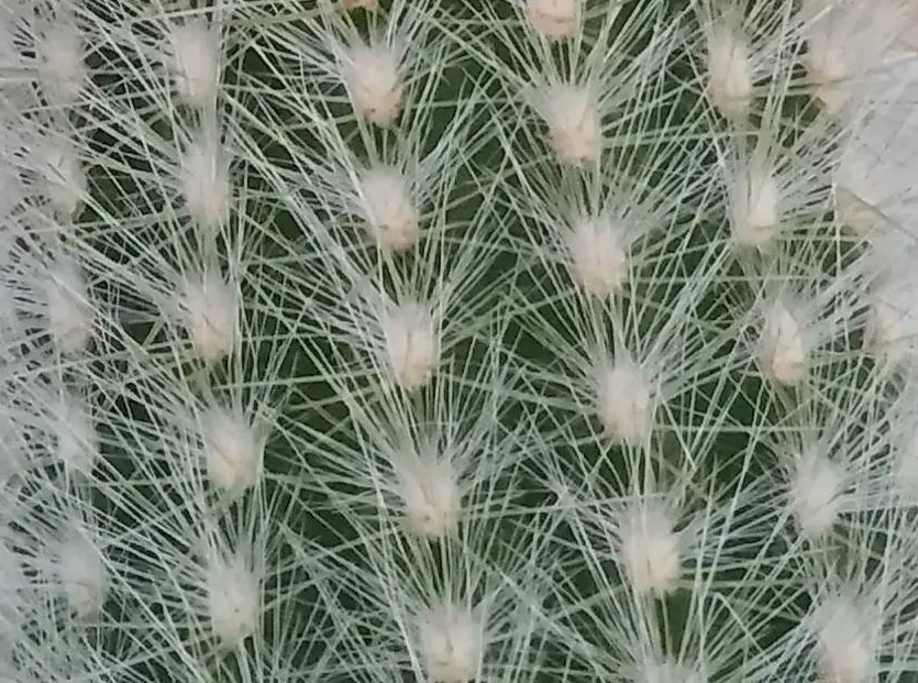 cactus (2).jpg